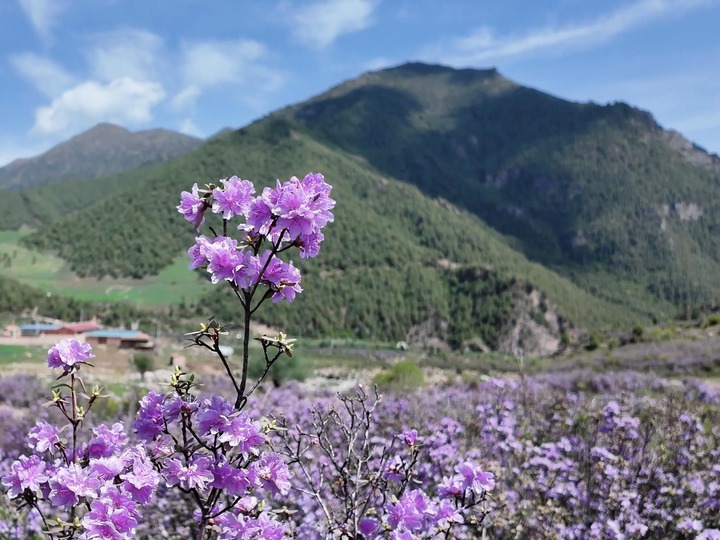 青海互助：杜鵑花開(kāi)映高山 ??