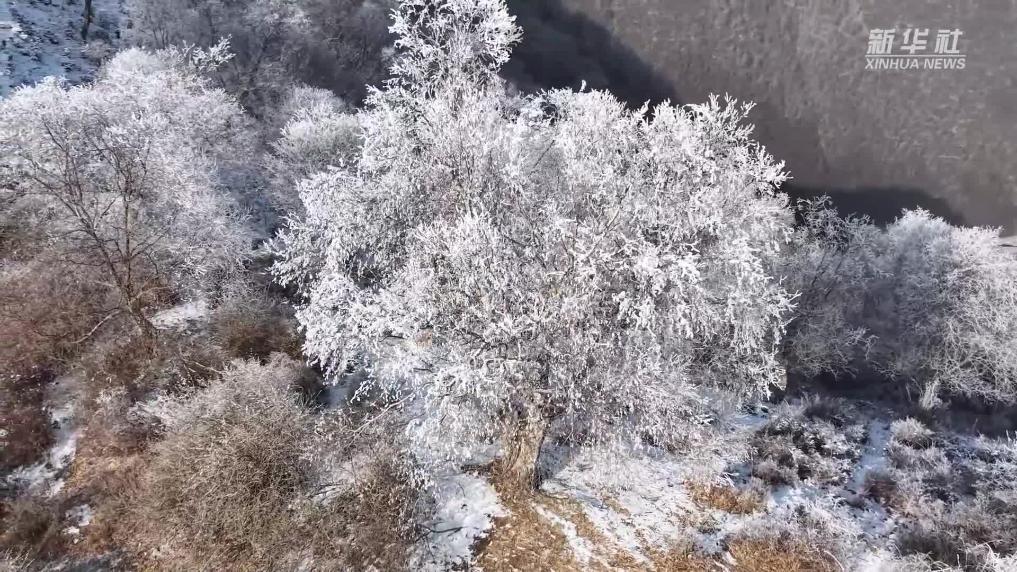青海循化：雪后雾凇扮靓冬日高原