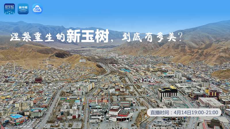 涅槃重生的新玉樹，到底有多美？