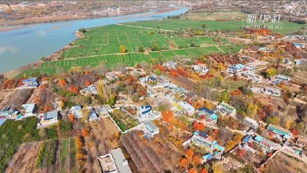 青?；。喝f畝冬小麥染綠黃河畔