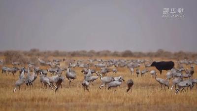 壯觀！遷徙灰鶴&ldquo;備降&rdquo;青海都蘭